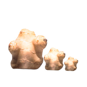 Sunchoke Tubers Planter Mini (AP)