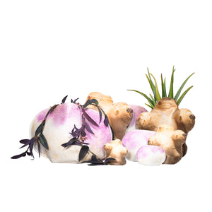 Turnip Tubers Planter Mini (AP)